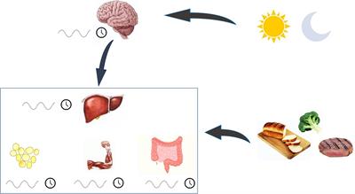 Chronobiology and Metabolism: Is Ketogenic Diet Able to Influence Circadian Rhythm?